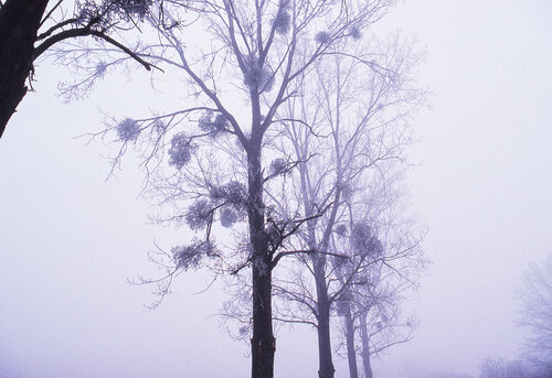 Alignement d'arbres givrés