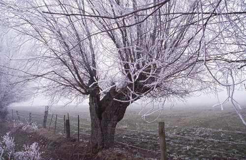Arbre givré dans le brouillard