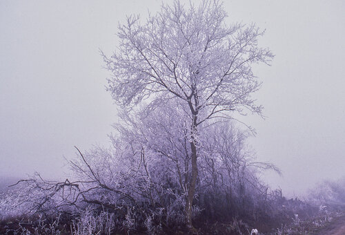 Silhouette d'arbre surgissant de la brume