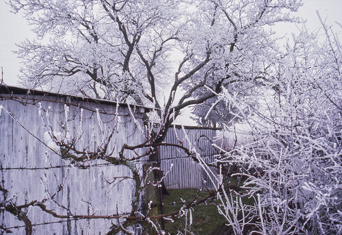 Cabane blanche sous le givre