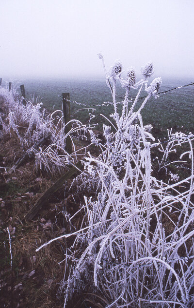Chardon gelé au bord de la route
