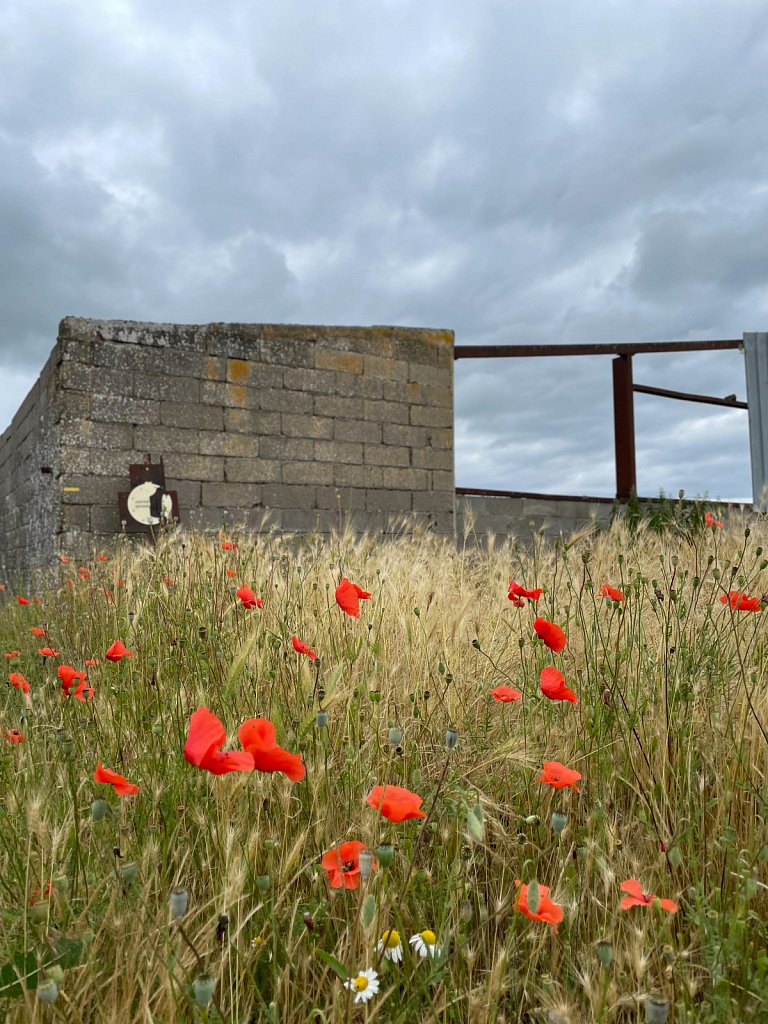 coquelicots et murs