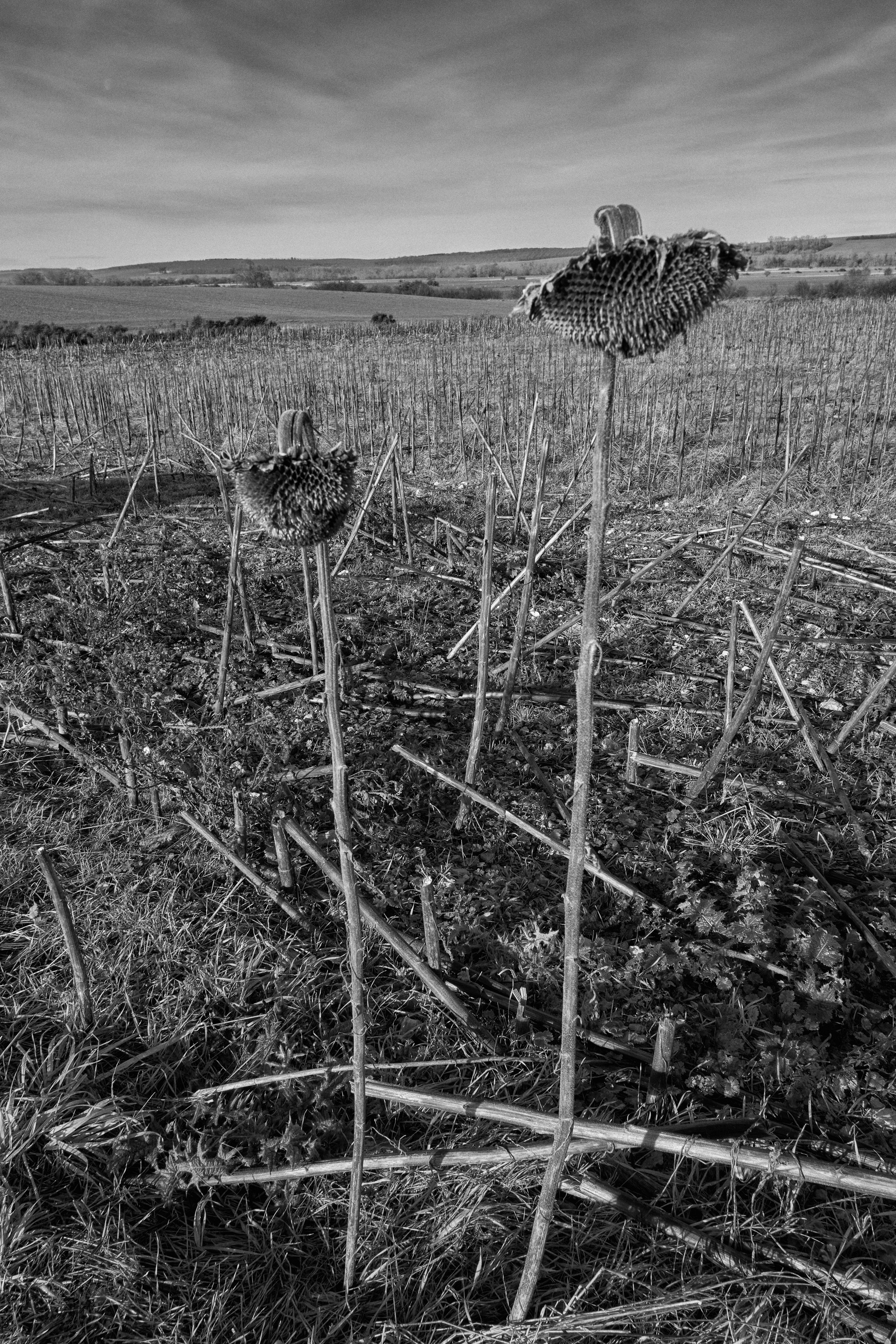 <img alt="" src="/user/pages/03.zone-rouge/_DSF1766_1.jpg?name" />