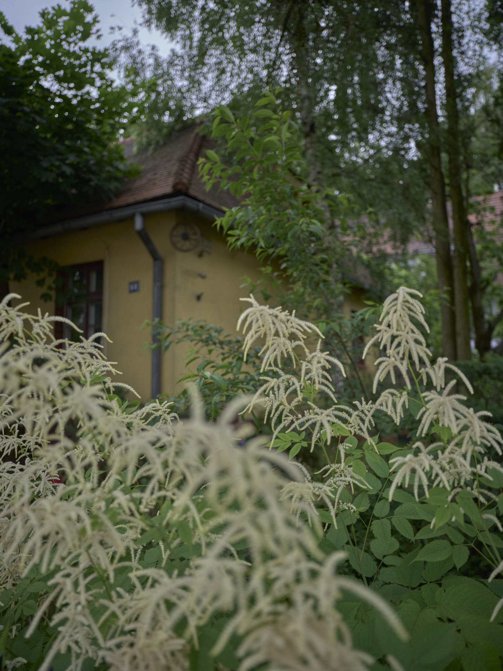 Un buisson jaune devant une maison ouvrière